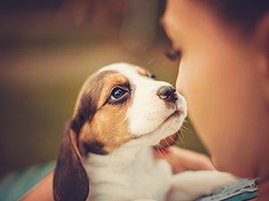 Puppy Potty Training Tips